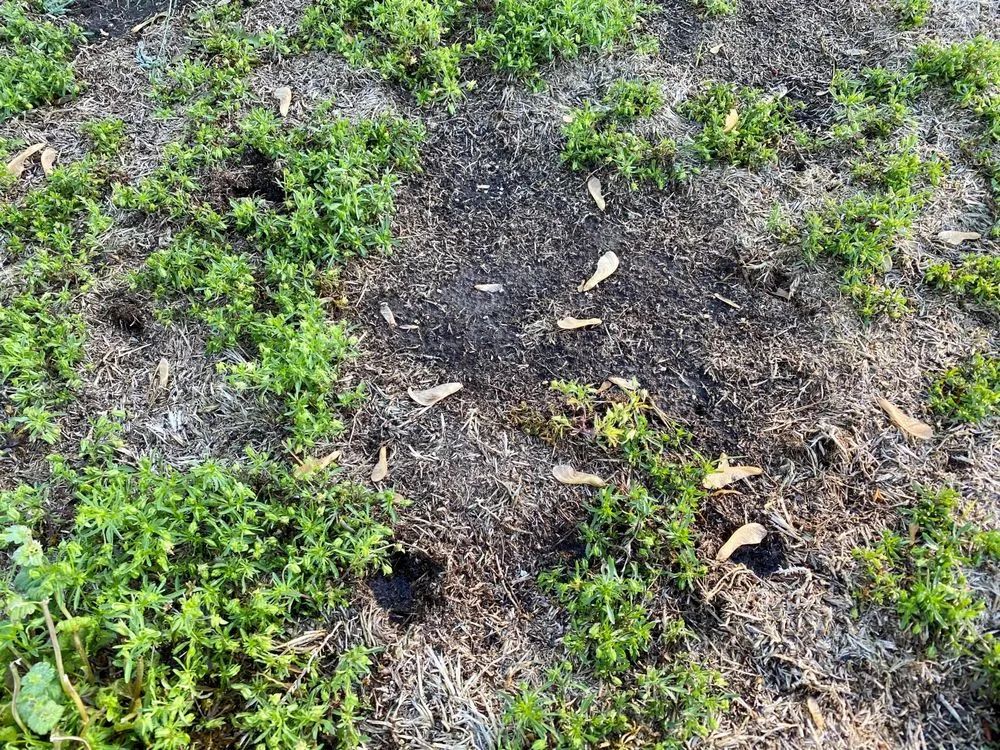 Expert residential landscaping for residential properties across Caseyville, IL - Munie Greencare Professionals