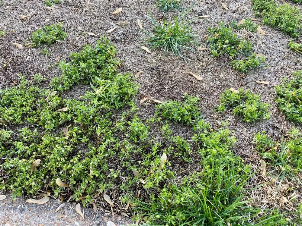 Expert lawn care service for beautiful yards in Caseyville, IL by Munie Greencare Professionals