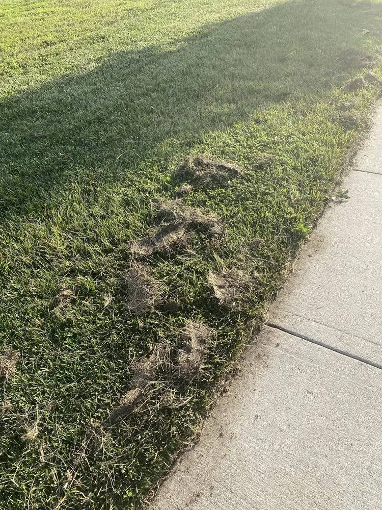 Trusted lawn care service for homes across Caseyville, IL - Munie Greencare Professionals