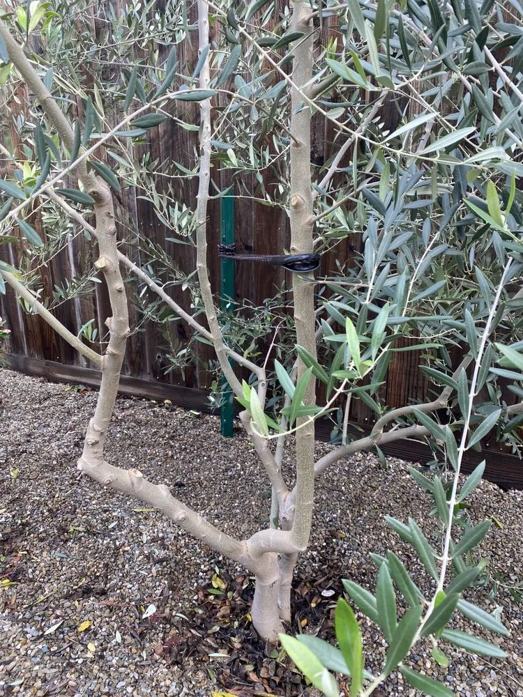 Top-rated lawn care service in Patterson, CA by Muniz Lawn Care & Maintenance