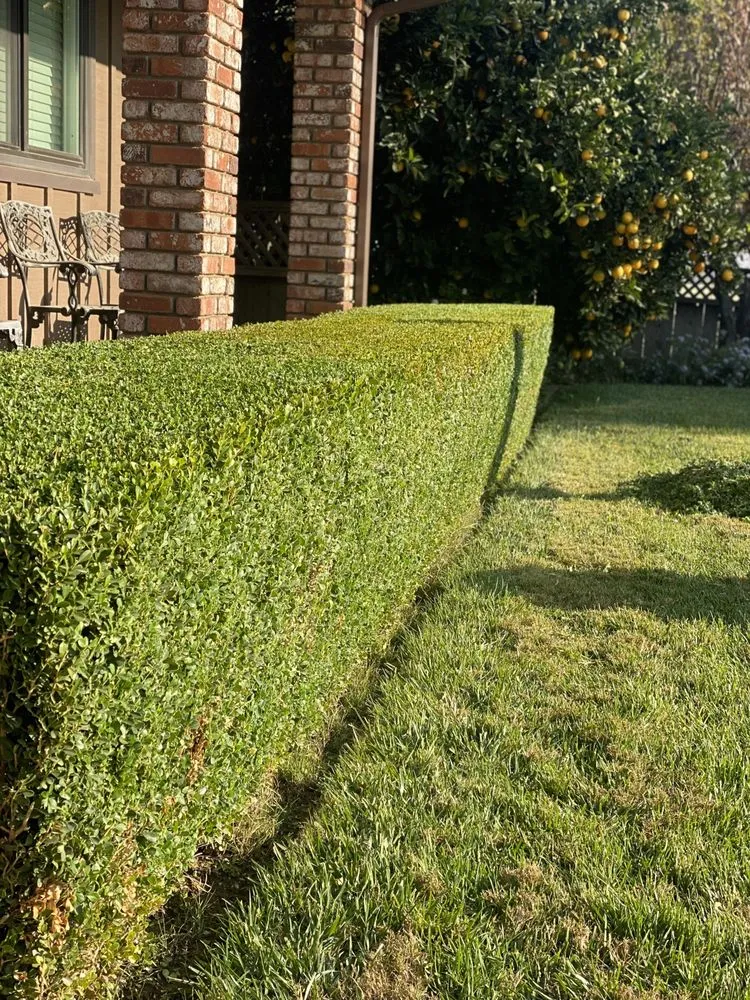 Professional landscaping services in Patterson, CA by Muniz Lawn Care & Maintenance
