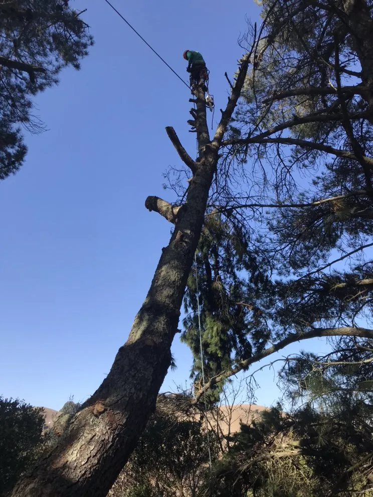 Professional landscape installation with custom design in Richmond, CA by Munos Landscaping