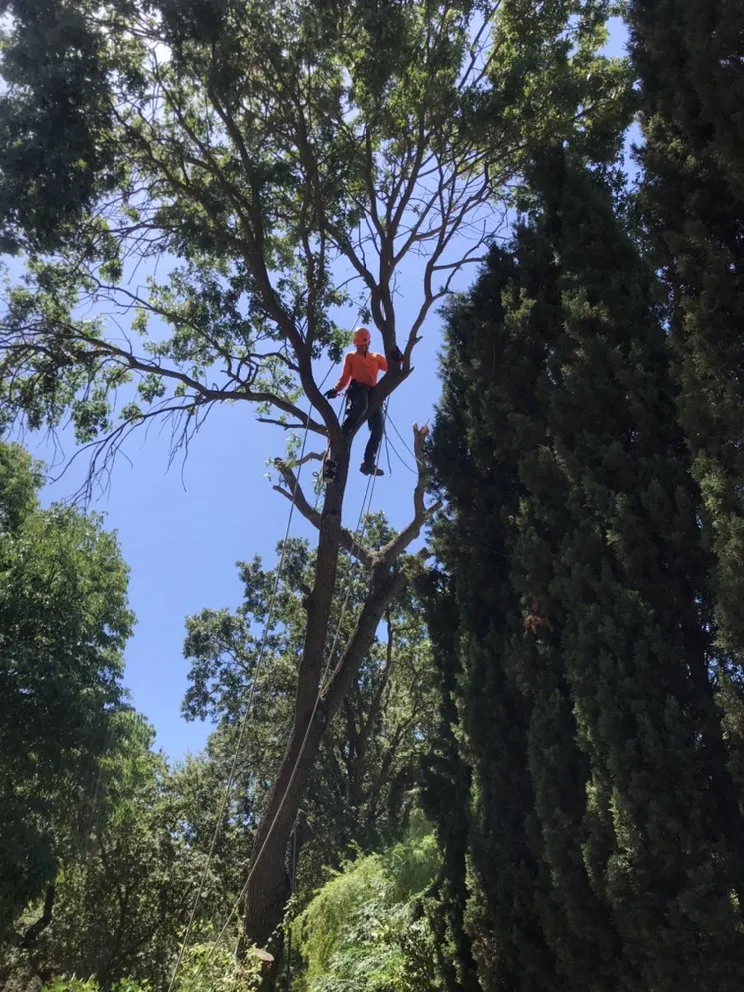 Reliable landscape design in Richmond, CA by Munos Landscaping