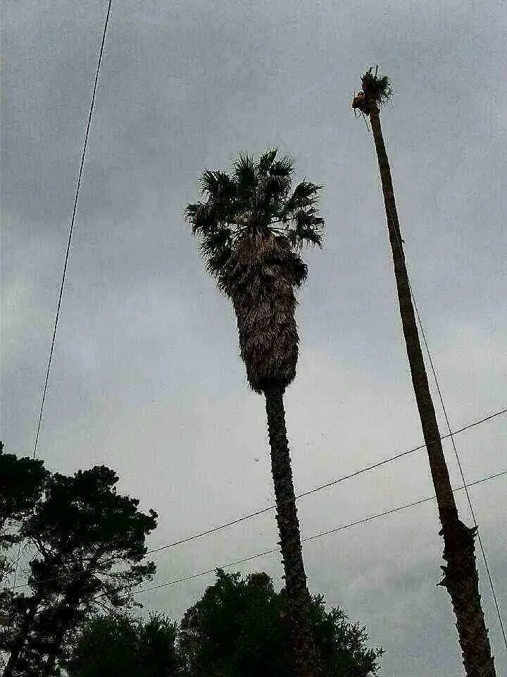 Expert yard cleanup service experts serving Richmond, CA - Munos Landscaping