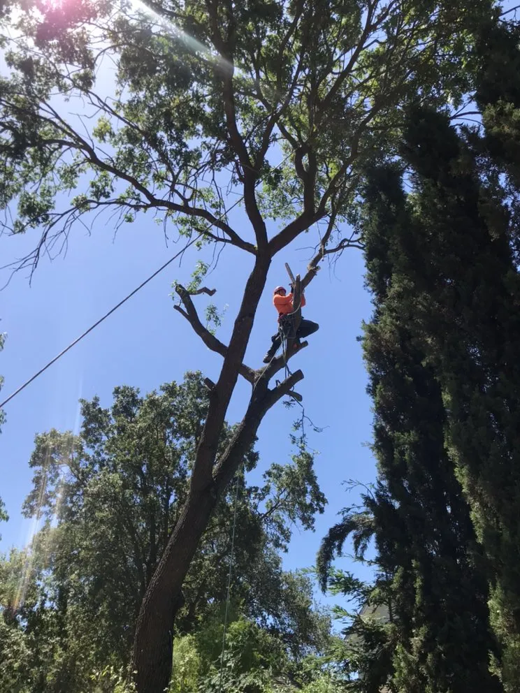 Top-rated residential landscaping in Richmond, CA by Munos Landscaping