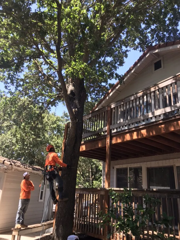 Professional landscape design experts serving Richmond, CA - Munos Landscaping