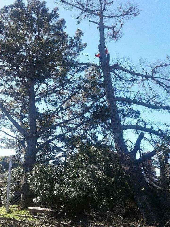 Custom yard maintenance in Richmond, CA by Munos Landscaping