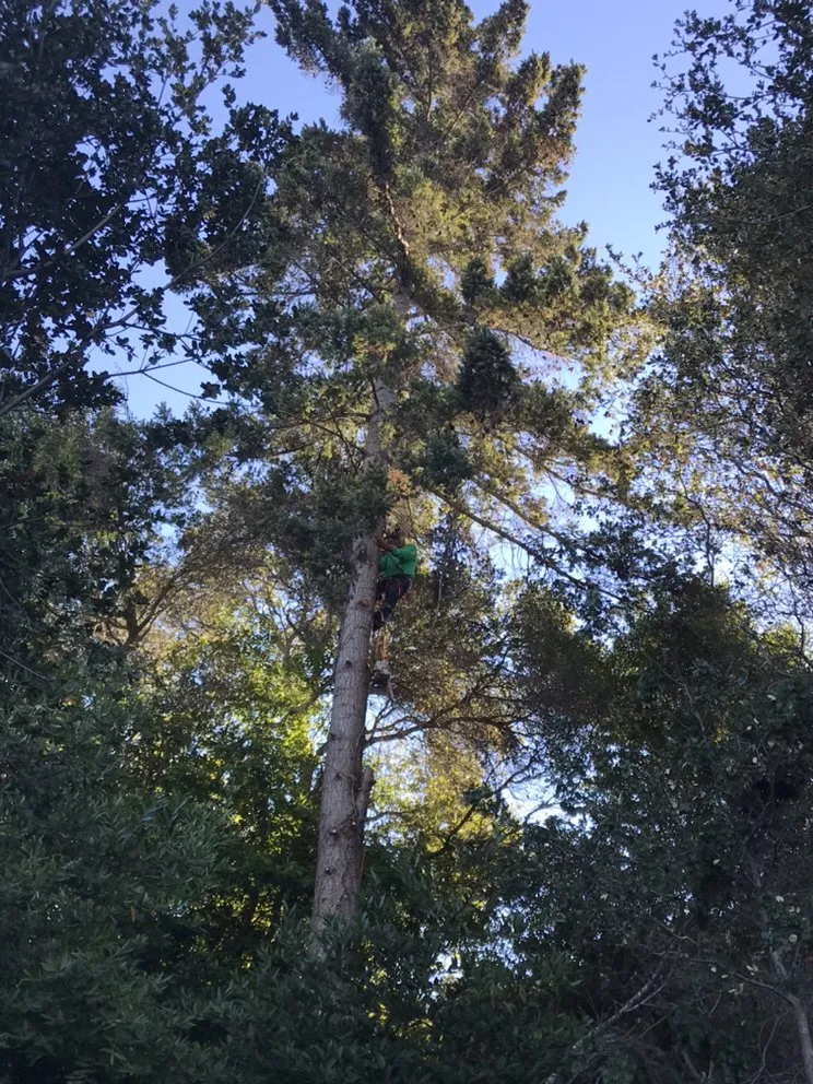 Custom garden landscaping in Richmond, CA - Munos Landscaping