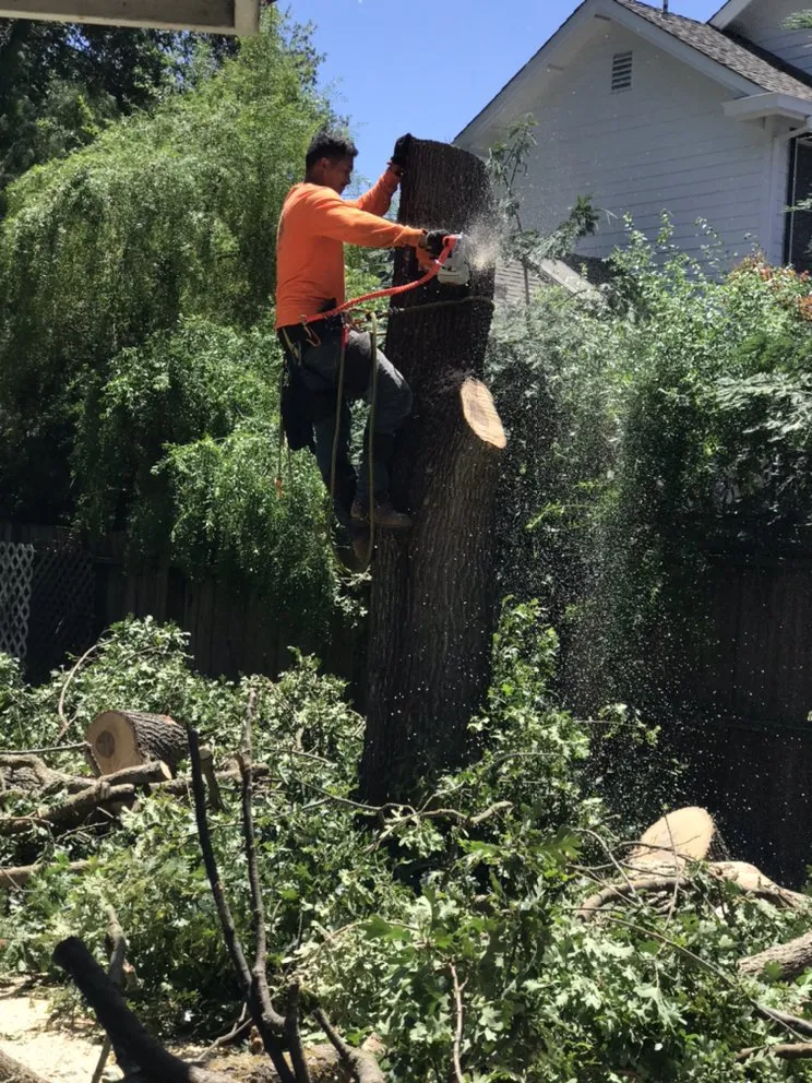 Professional landscape installation for year-round maintenance in Richmond, CA by Munos Landscaping
