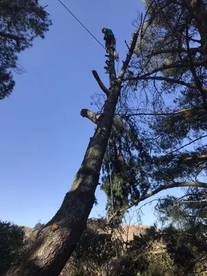 Munos Landscaping Logo