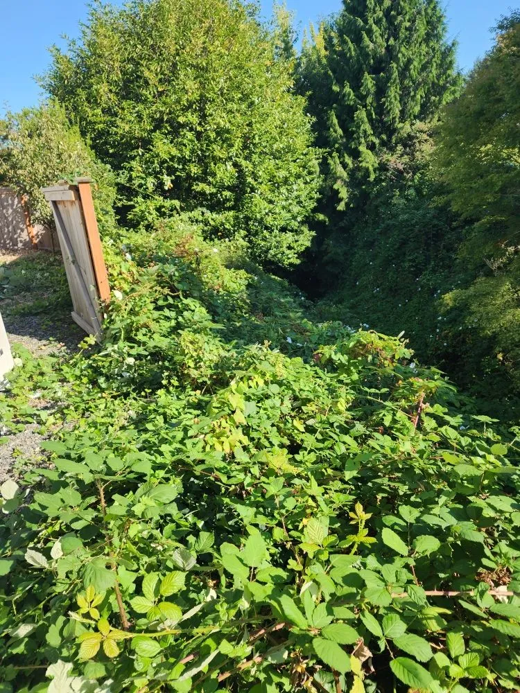 Trusted lawn care service experts serving Everett, WA - Munoz Home Care