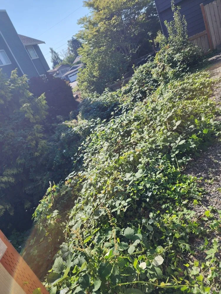 Local lawn mowing service experts serving Everett, WA - Munoz Home Care