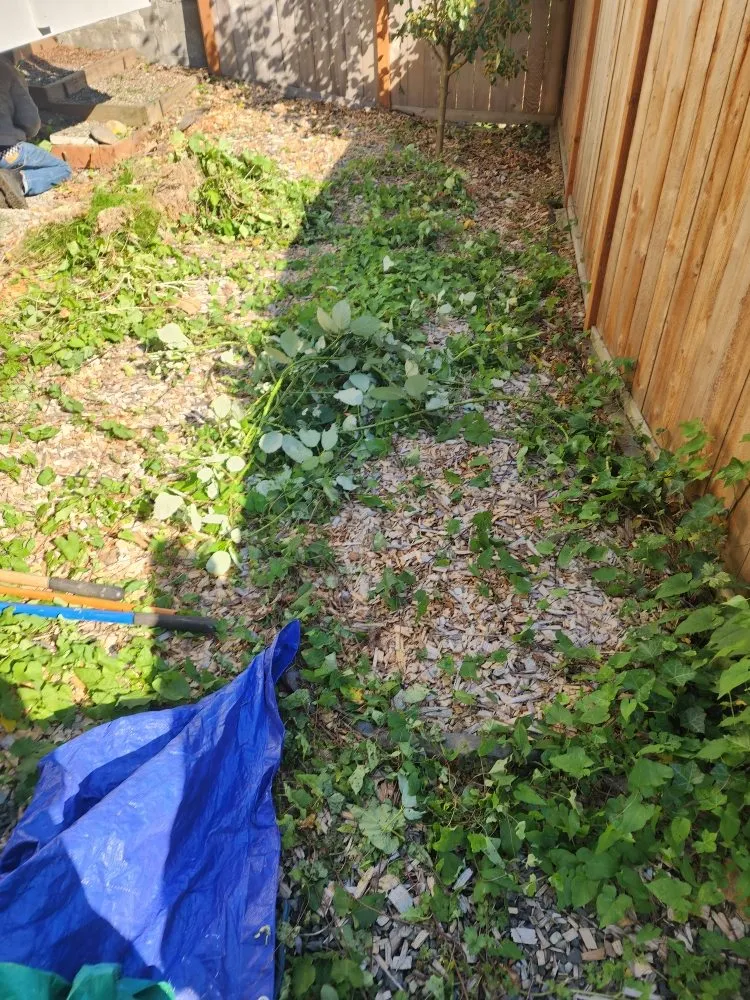 Top-rated landscape installation in Everett, WA by Munoz Home Care