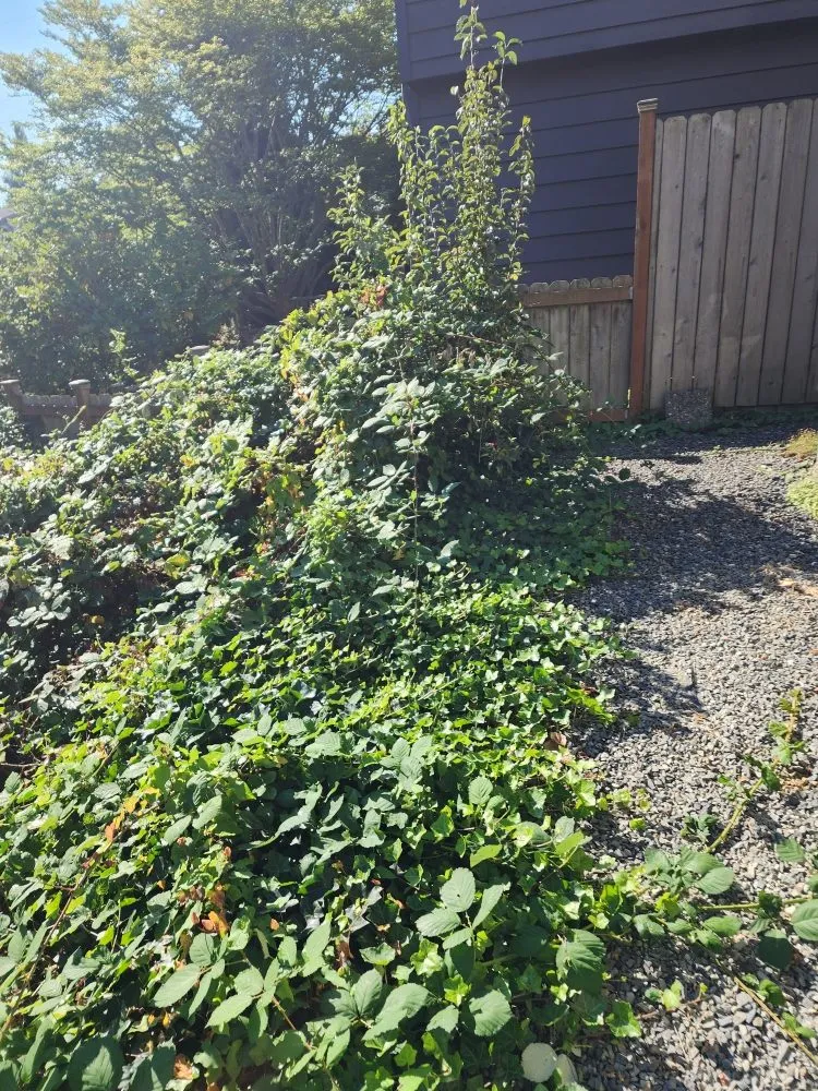 Affordable outdoor landscaping for homes across Everett, WA - Munoz Home Care