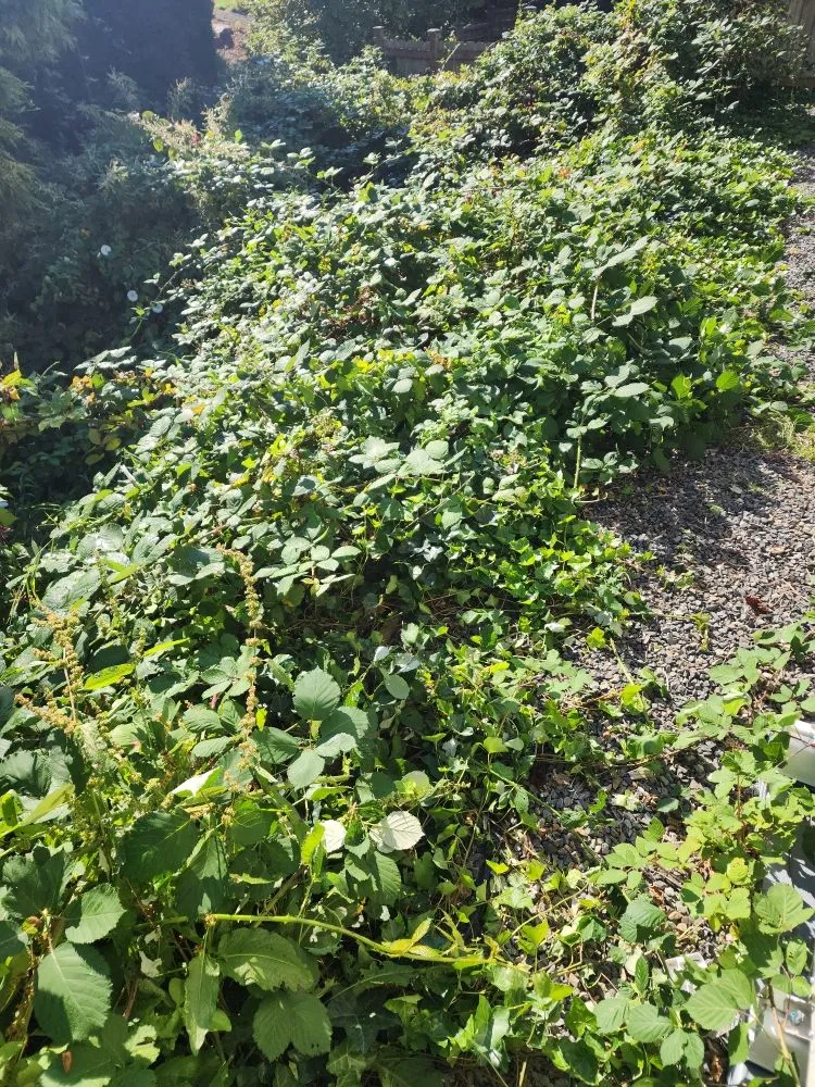 Custom yard cleanup service in Everett, WA by Munoz Home Care