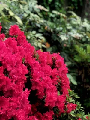 Munoz Landscape Logo