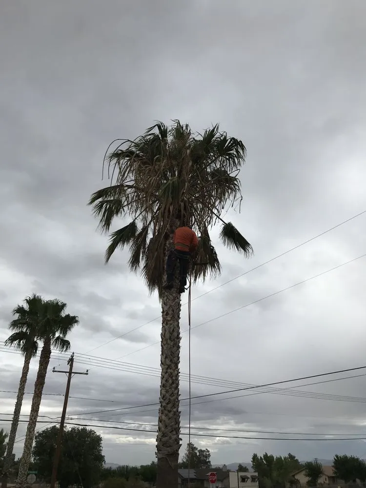 Professional yard maintenance in Victorville, CA by Munoz Landscape