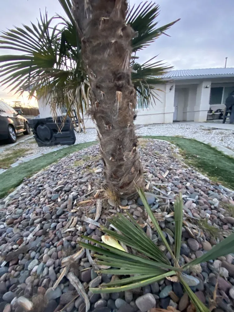 Affordable lawn care service for outdoor upgrades in Victorville, CA by Munoz Landscape