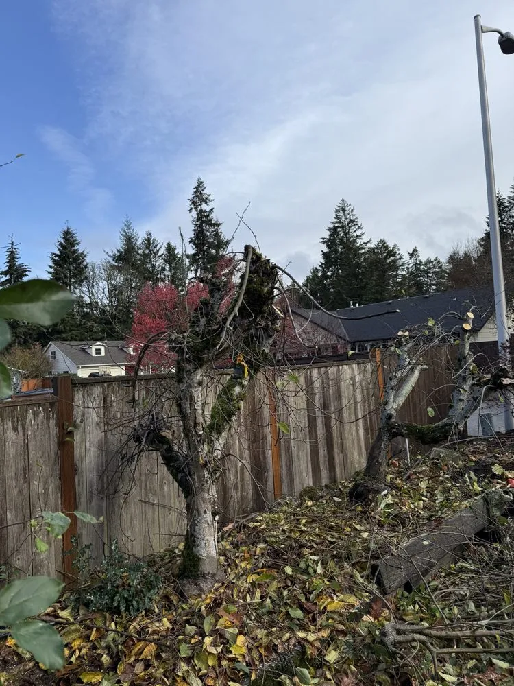 Affordable yard cleanup service experts serving Cornelius, OR - Munoz Landscaping