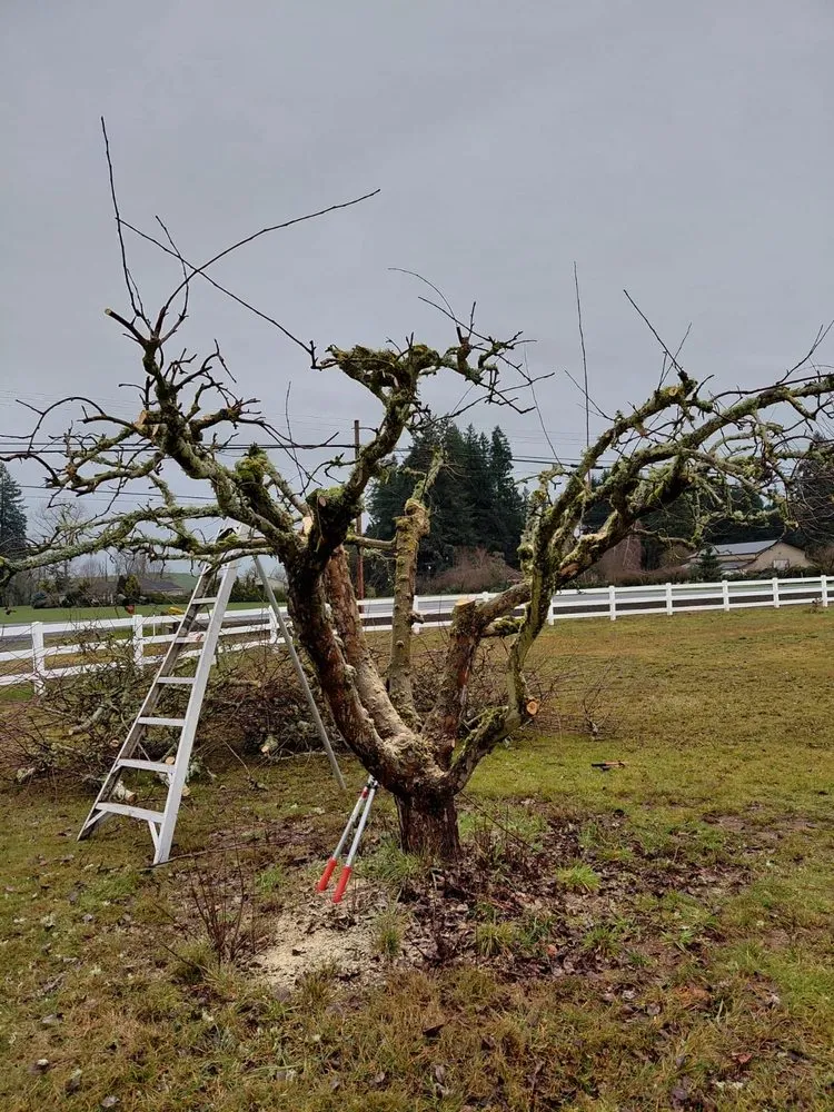 Trusted yard cleanup service experts serving Cornelius, OR - Munoz Landscaping