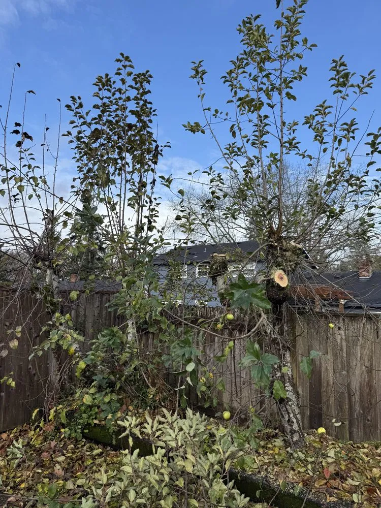 Top-rated landscape design in Cornelius, OR by Munoz Landscaping