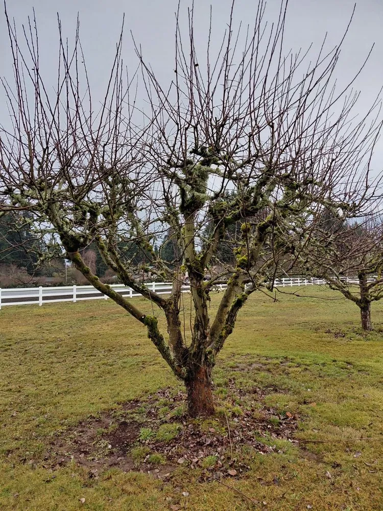 Reliable residential landscaping in Cornelius, OR - Munoz Landscaping