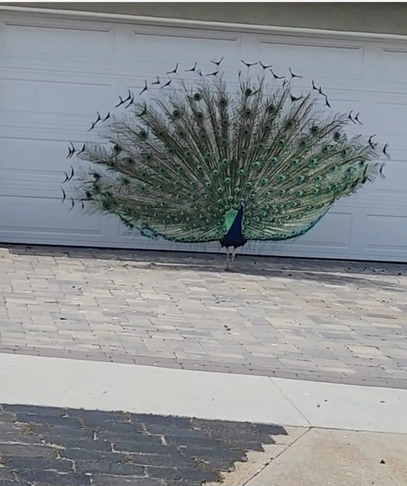 Professional landscape installation in Los Angeles, CA by munoz landscaping