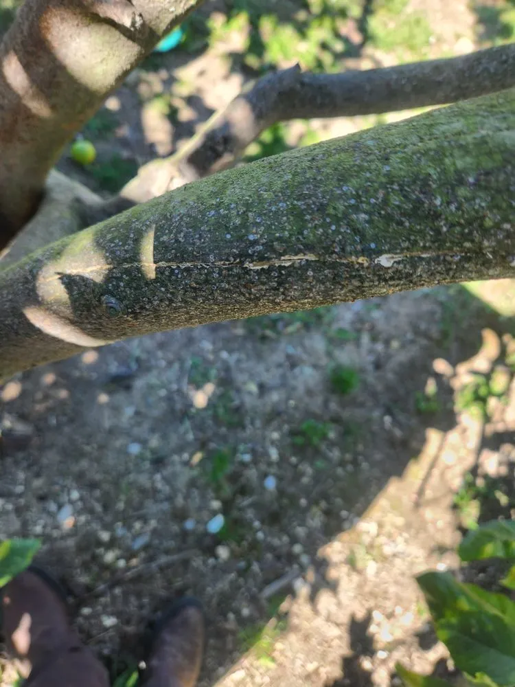 Top-rated lawn care service for outdoor upgrades in Los Angeles, CA by munoz landscaping