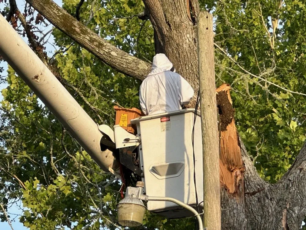 Professional lawn mowing service for homes in Sealy, TX by Munoz Landscaping