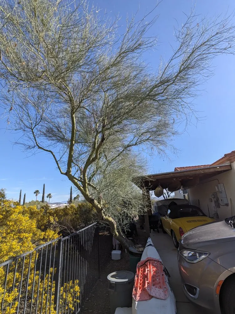 Top-rated landscaping services for year-round maintenance in Tucson, AZ by Munoz landscaping