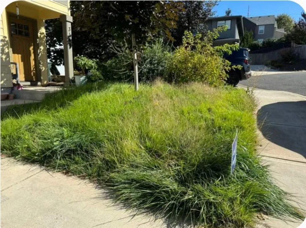 Expert lawn mowing service in Independence, OR - Munoz Professional Services