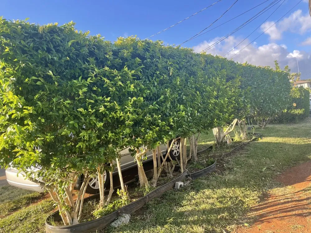 Professional landscape installation in Kaneohe, HI by Murakami Landscaping