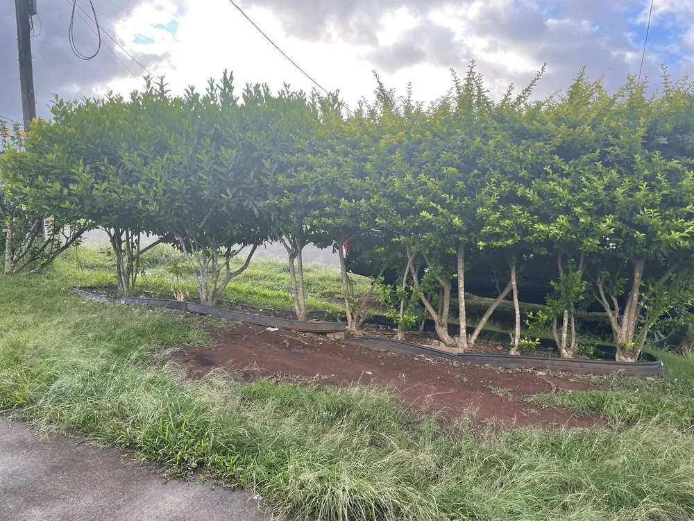 Expert landscape design for homes across Kaneohe, HI - Murakami Landscaping