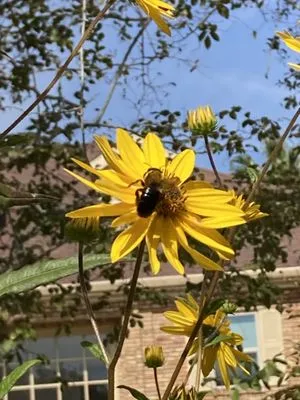 Murier Ecosystem Services Logo