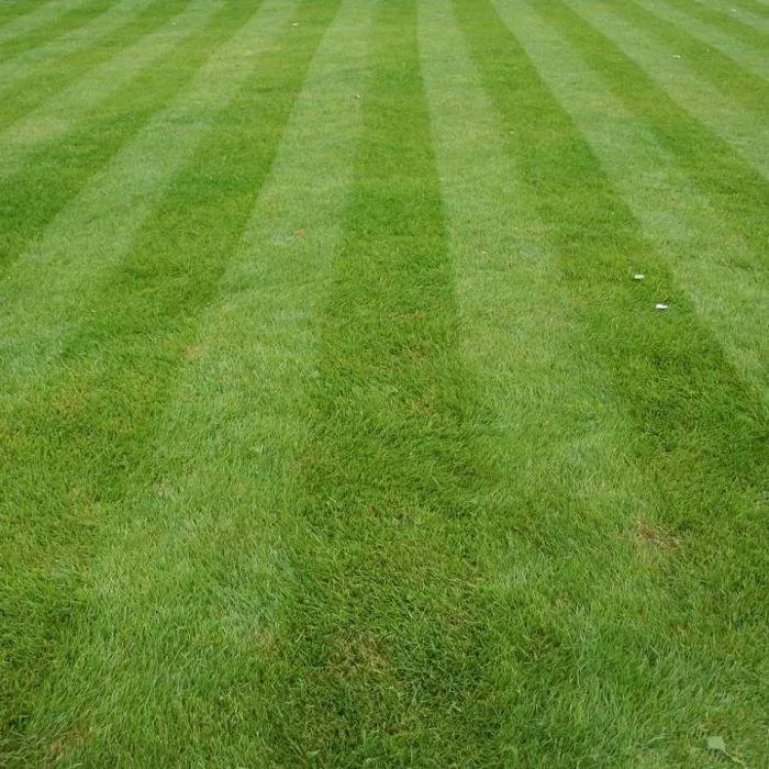 Local yard maintenance experts serving Casa Grande, AZ - Murietta Lawn Mower Weed Whacking Crew