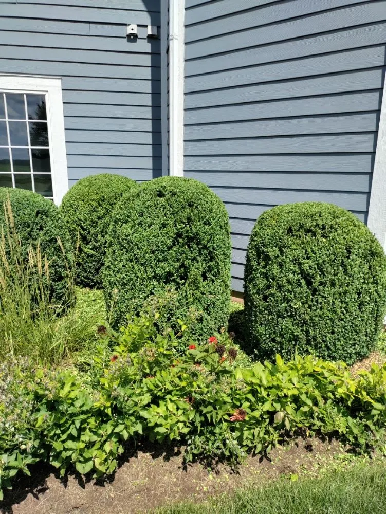 Professional lawn care service experts serving Aurora, IL - Murillo Landscaping