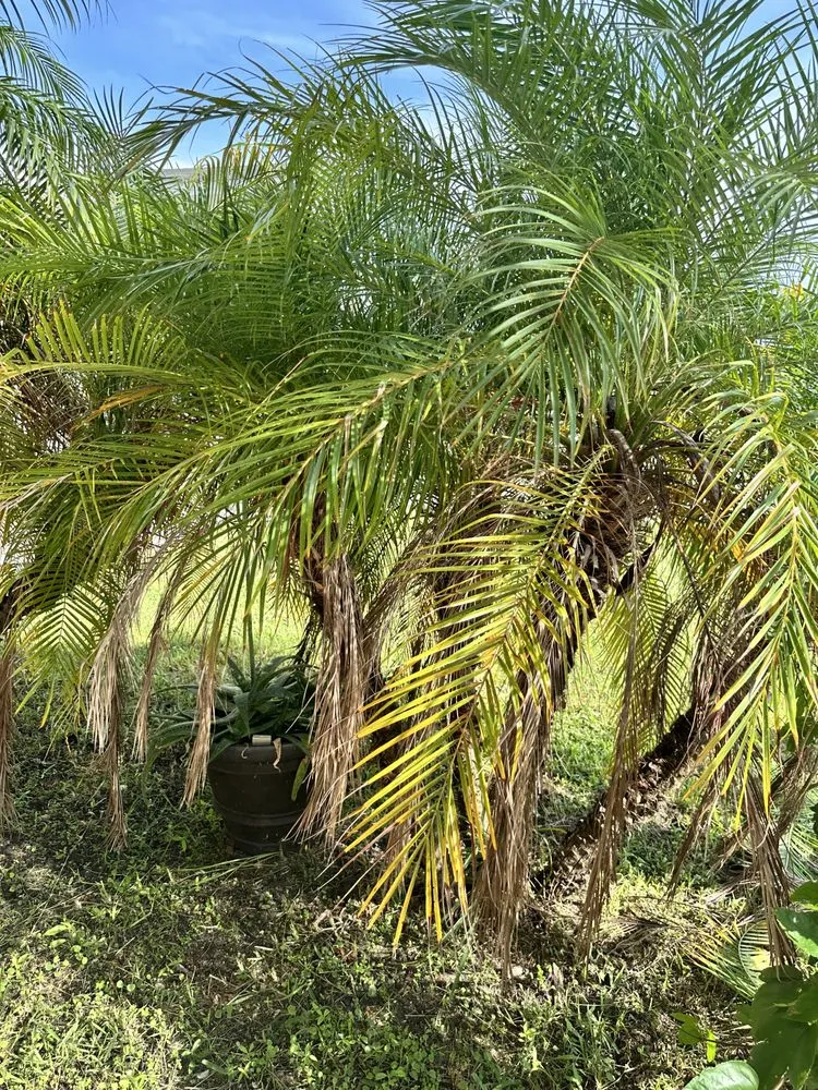 Expert yard cleanup service for outdoor upgrades in Bradenton, FL by Murkerson Sons Lawn and Tree Service