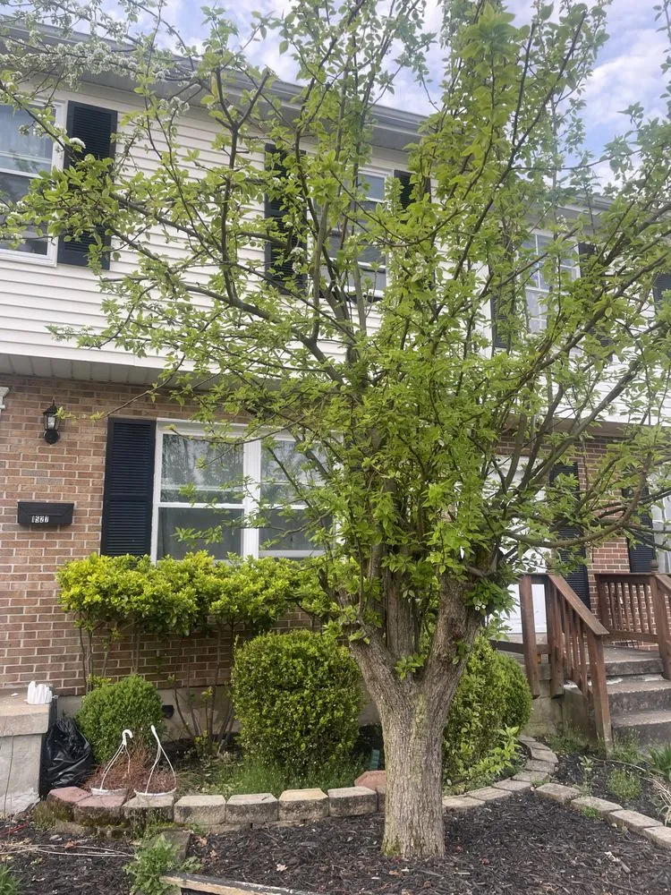 Top-rated residential landscaping near you in Edgewood, MD by Murphy's Services