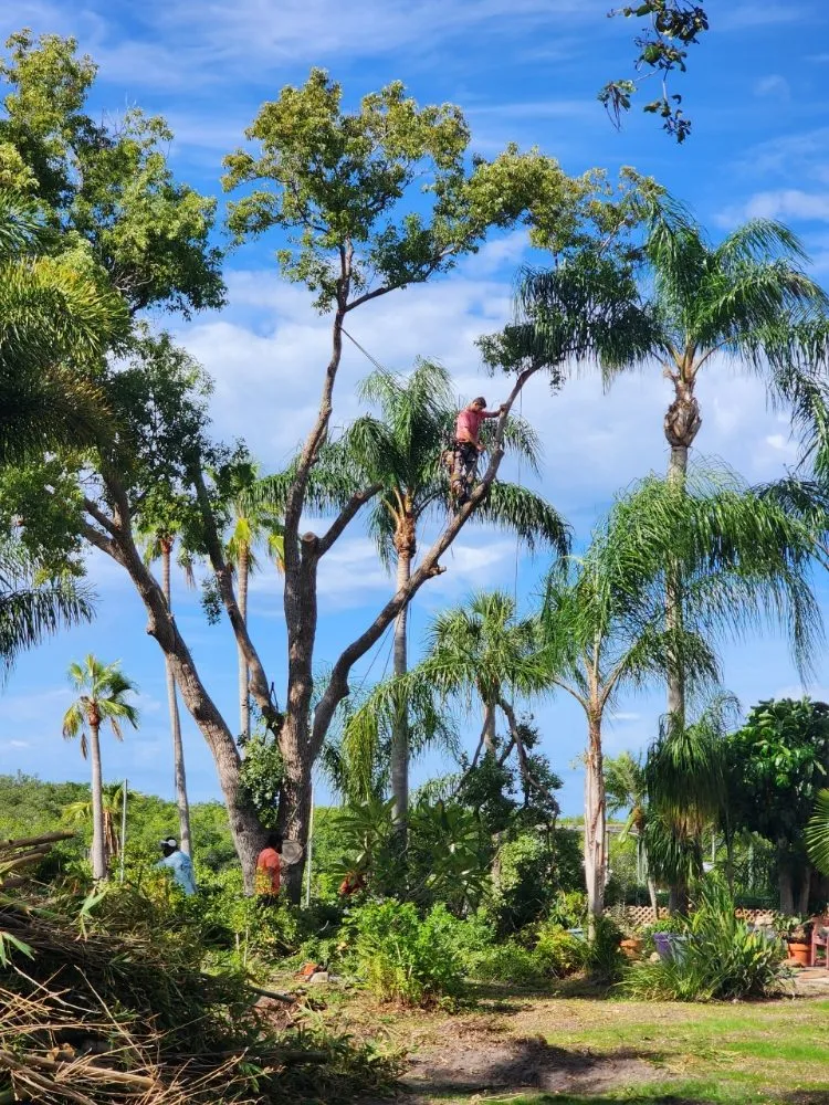 Trusted yard cleanup service in Seminole, FL - Murphy's Tree Service