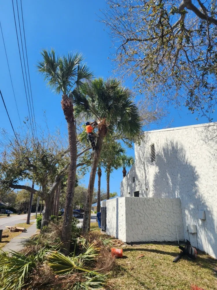 Custom outdoor landscaping experts serving Seminole, FL - Murphy's Tree Service