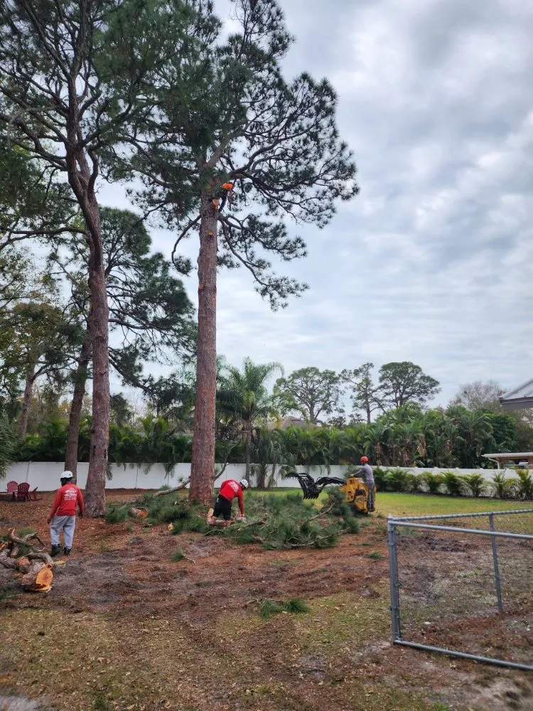 Affordable landscape installation in Seminole, FL by Murphy's Tree Service