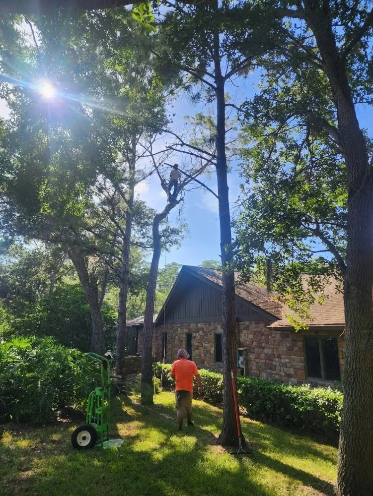 Affordable lawn mowing service in Seminole, FL by Murphy's Tree Service