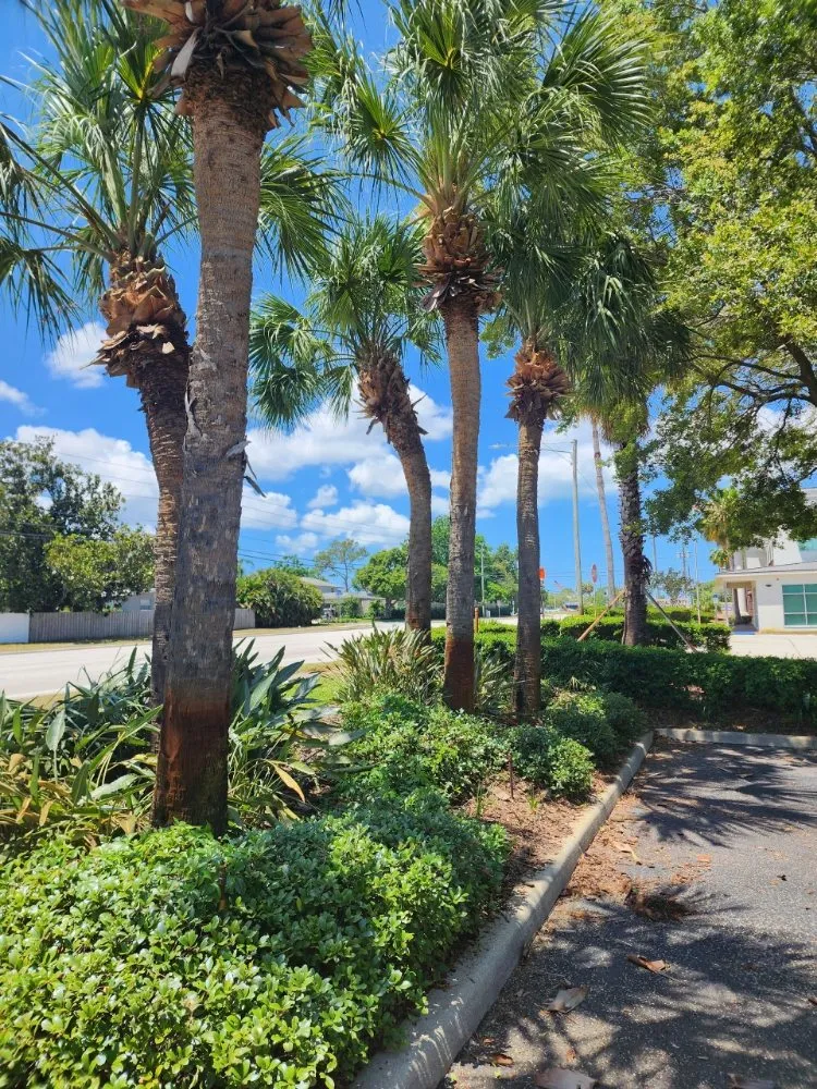 Reliable outdoor landscaping for homes in Seminole, FL by Murphy's Tree Service