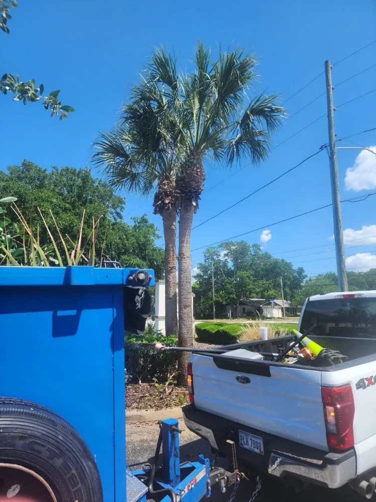 Top-rated landscape design in Seminole, FL - Murphy's Tree Service