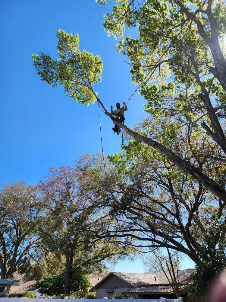 Local yard maintenance experts serving Seminole, FL - Murphy's Tree Service