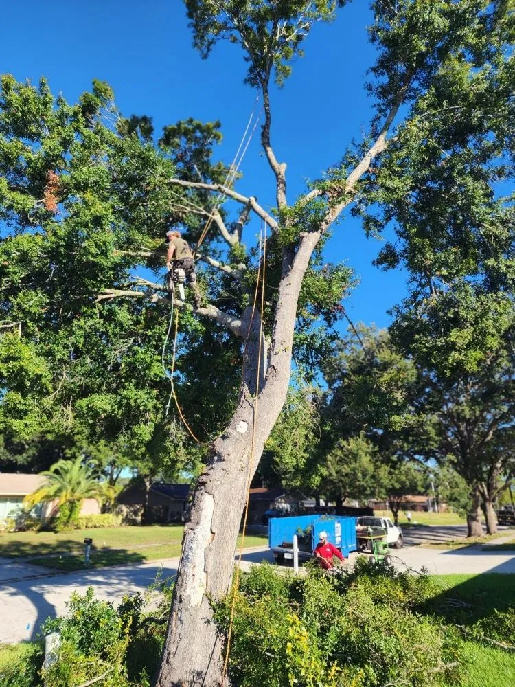 Professional landscape installation in Seminole, FL - Murphy's Tree Service