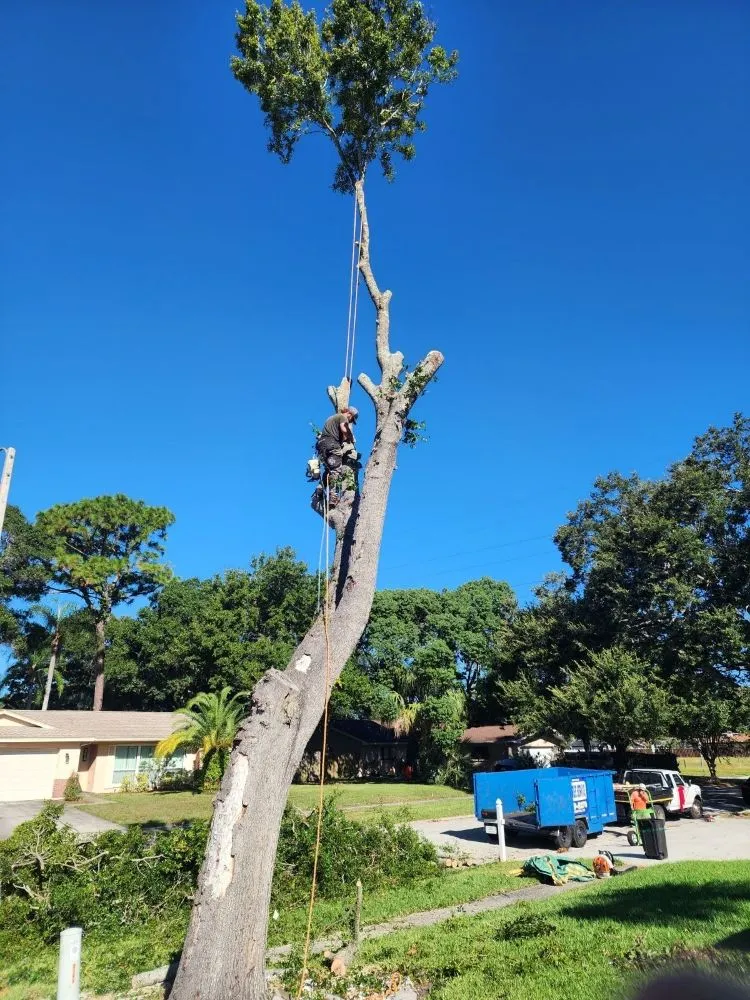Local landscaping services experts serving Seminole, FL - Murphy's Tree Service