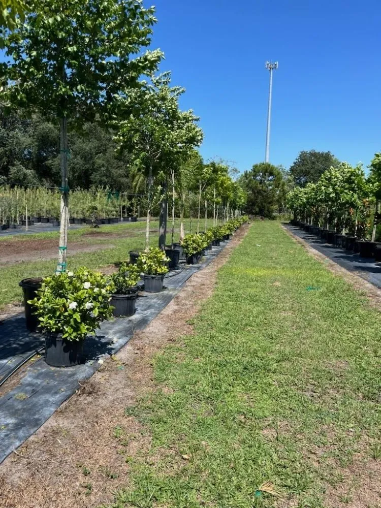 Professional landscaping services with custom design in Groveland, FL by Murray Outdoor