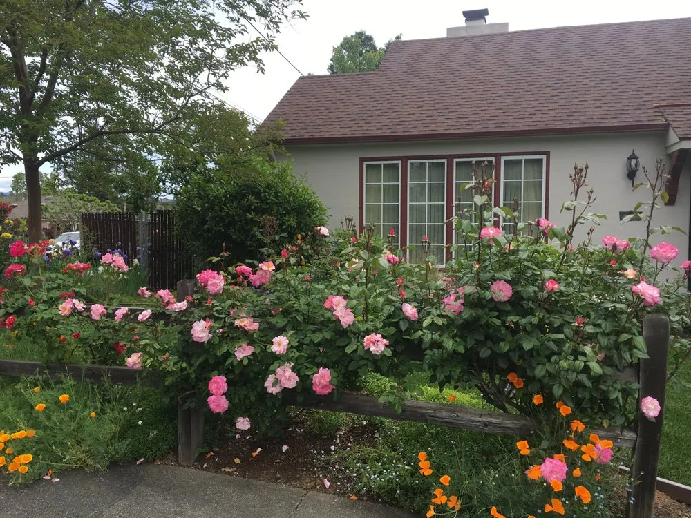 Trusted lawn mowing service in Windsor, CA by Murray Peter Landscaping