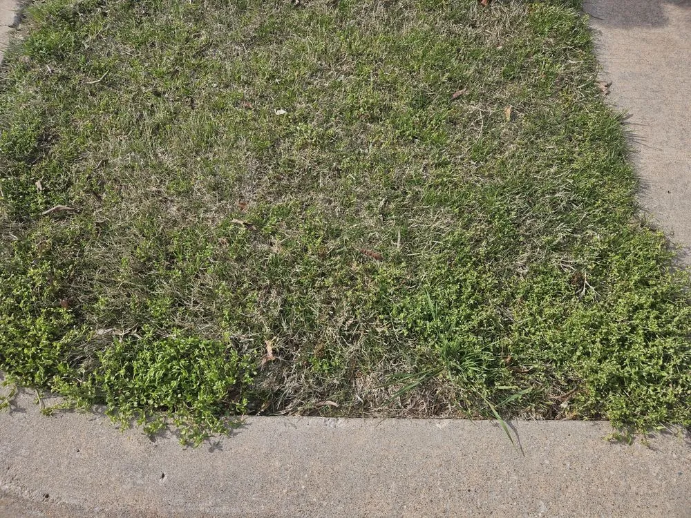 Trusted yard cleanup service in Bixby, OK by Murray's Bug & Weed